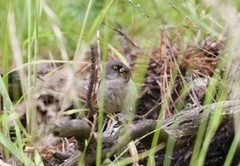 Junco phaeonotus