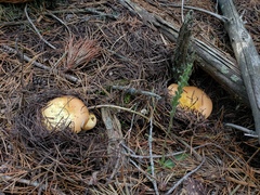 Russula decolorans
