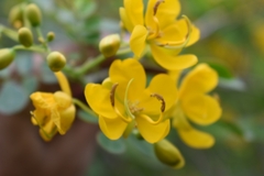 Senna pendula