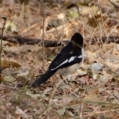 Laniarius major mossambicus