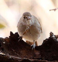 Polyspilota aeruginosa