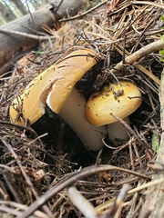 Russula decolorans