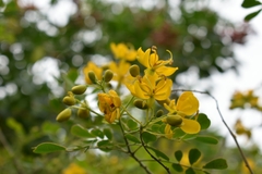 Senna pendula