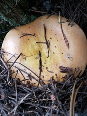 Russula decolorans
