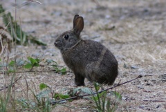 Sylvilagus bachmani