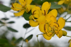 Senna pendula