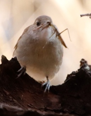 Polyspilota aeruginosa