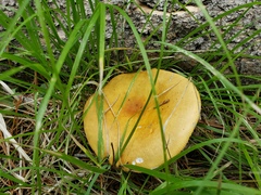 Russula decolorans