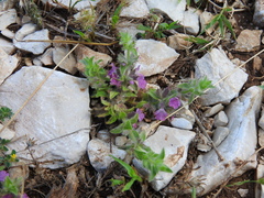 Sideritis romana purpurea