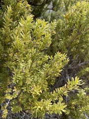 Podocarpus