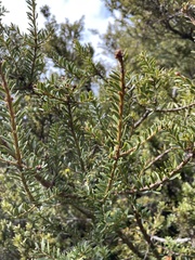 Podocarpus