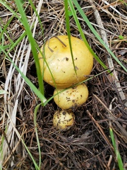 Russula decolorans