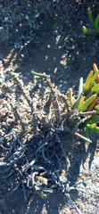 Crassula muscosa