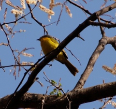 Telophorus sulfureopectus