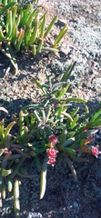 Crassula muscosa