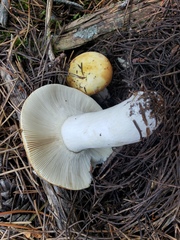 Russula decolorans