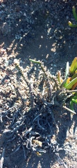 Crassula muscosa