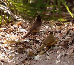 Pycnonotus barbatus tricolor