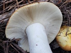 Russula decolorans