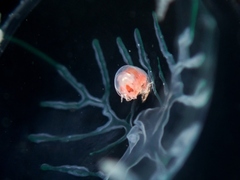 Hyperiidae