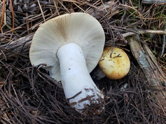 Russula decolorans