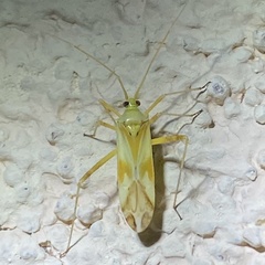 Phytocoris laevis