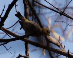 Ploceus