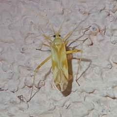 Phytocoris laevis