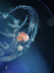Hyperiidae