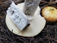 Russula decolorans