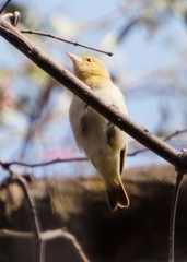 Ploceus
