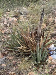 Agave lechuguilla