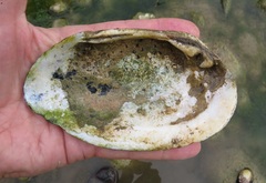 Ortmanniana ligamentina