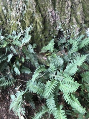 Polypodium