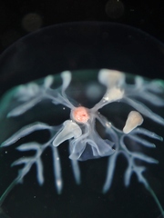 Hyperiidae