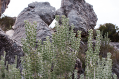 Paranomus tomentosus