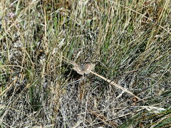 Papilionoidea