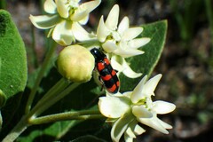 Trichodes nuttalli