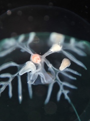 Peachia neozealandica