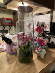 Phalaenopsis