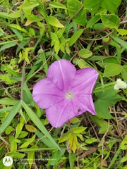 Ipomoea silvicola