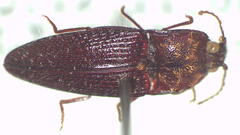 Hapatesus argentatus