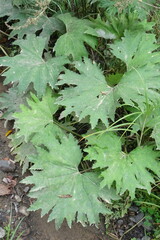 Petasites tatewakianus