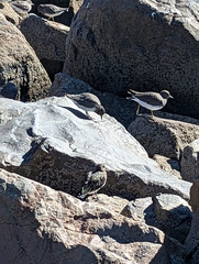 Calidris virgata