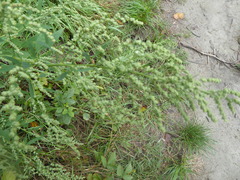 Chenopodium