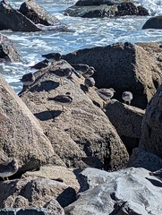 Calidris virgata