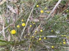 Acacia brownii