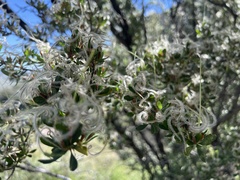 Cercocarpus