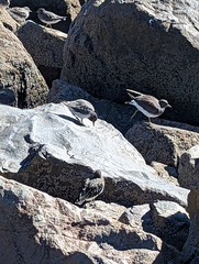 Calidris virgata