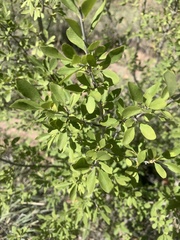 Forestiera pubescens